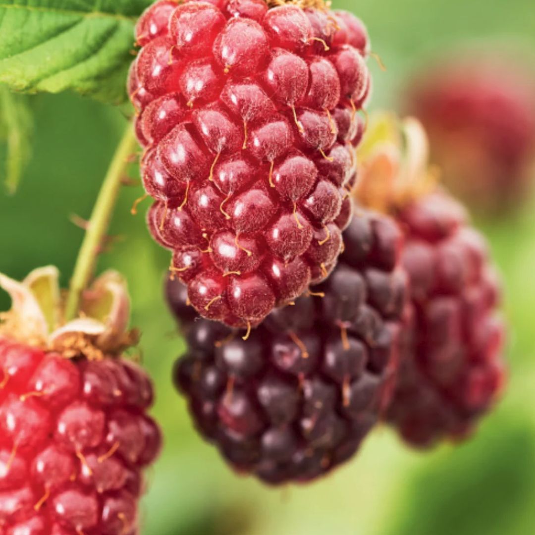 Loganberry - America's Gardens Nursery