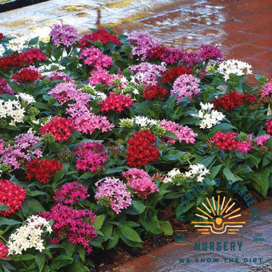 Lucky Star Penta Plants - America's Gardens Nursery