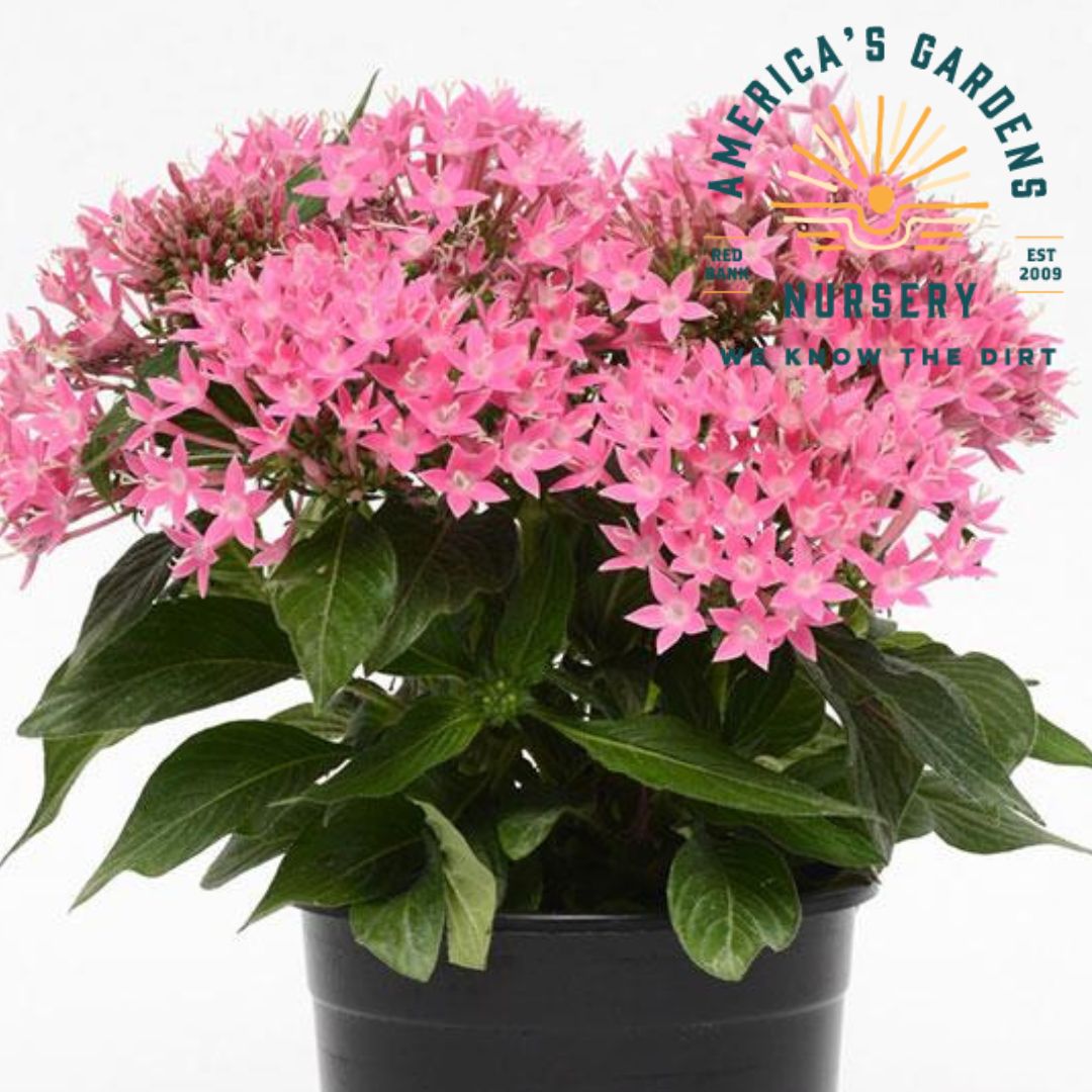 Lucky Star Penta Plants - America's Gardens Nursery