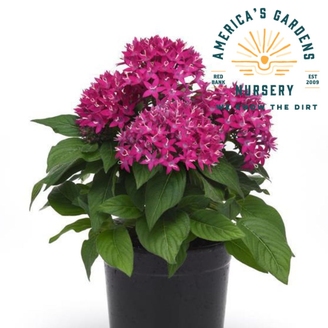 Lucky Star Penta Plants - America's Gardens Nursery