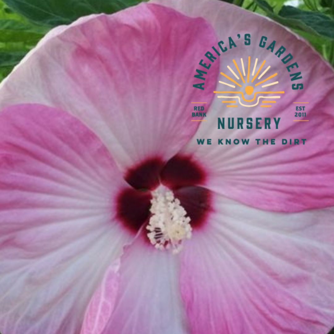 Luna Pink Swirl Hardy Hibiscus - America's Gardens Nursery