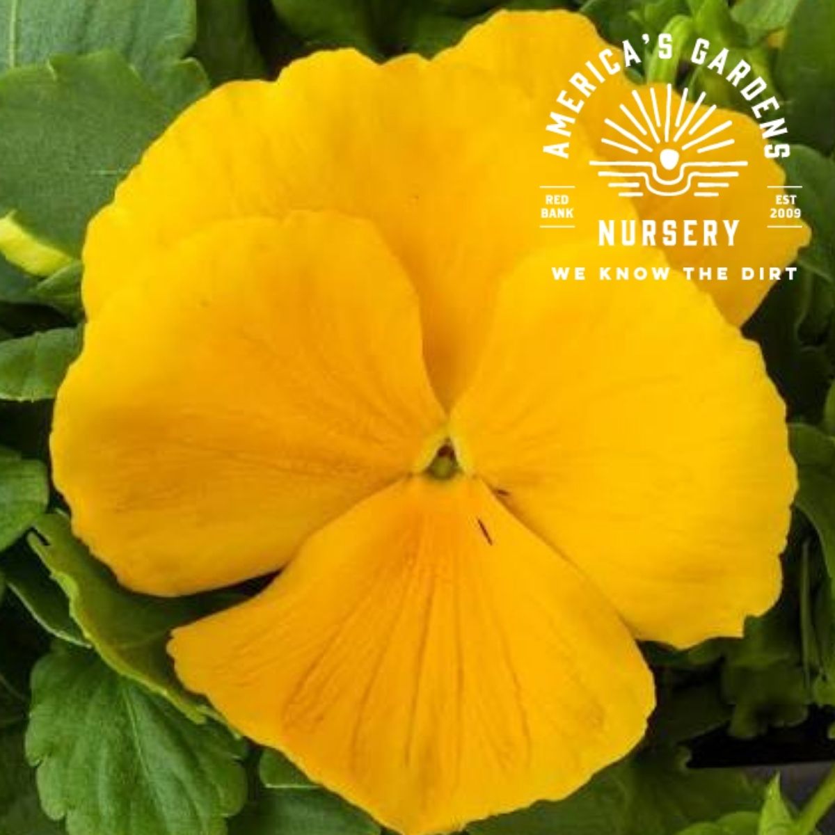 Magestic Giants Pansies - America's Gardens Nursery