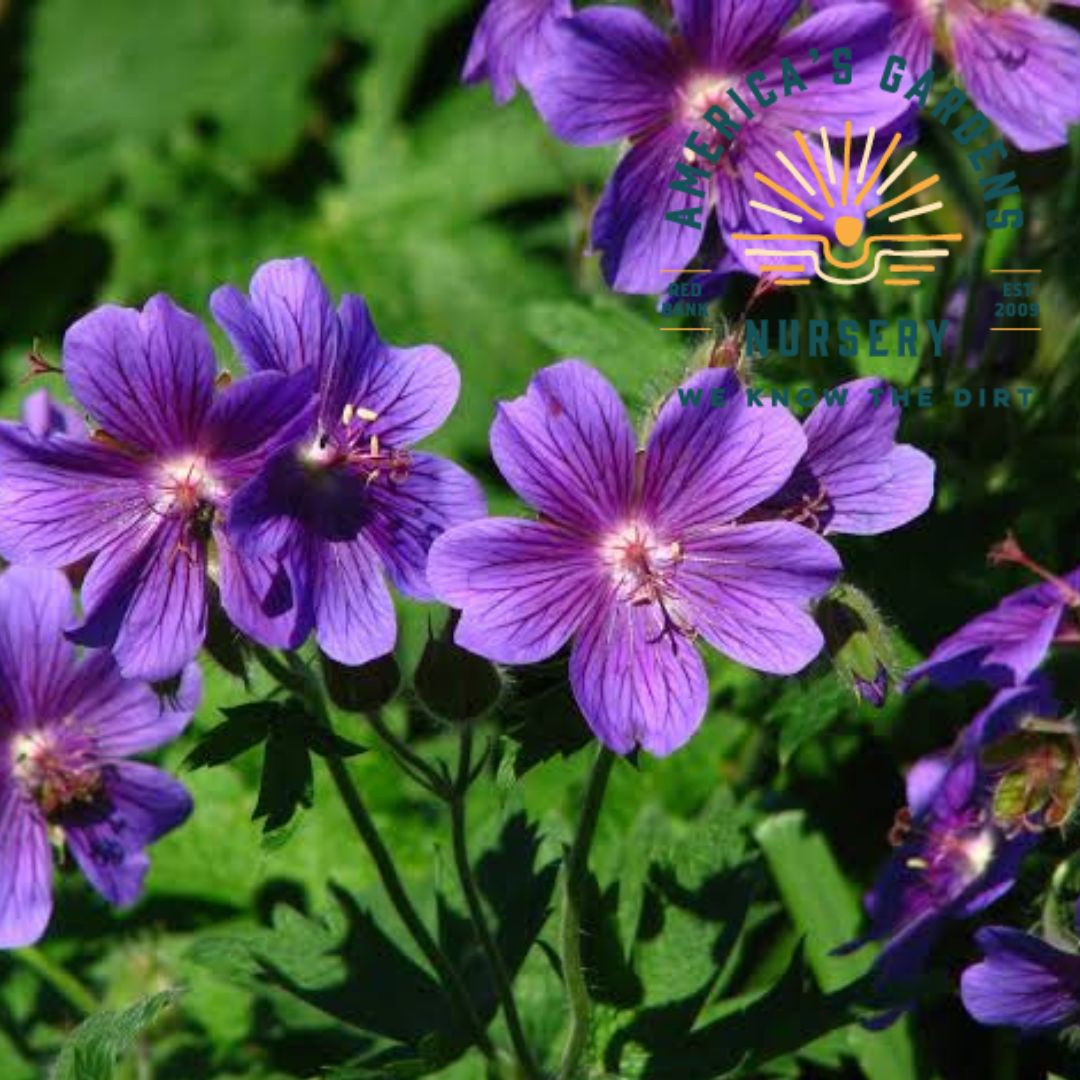 Magnificum Hardy Geranium - America's Gardens Nursery