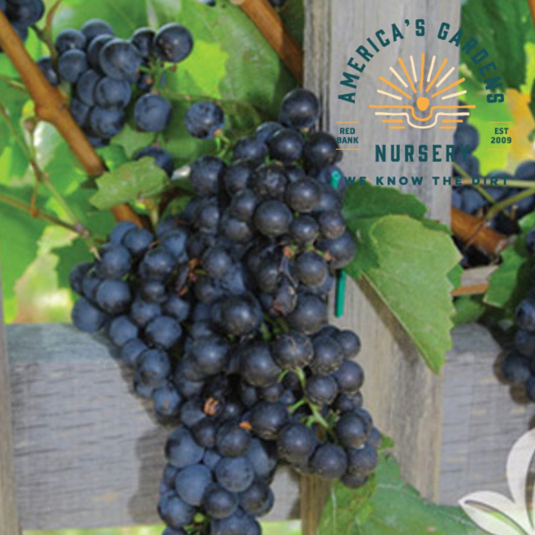 Mars Seedless Grapes - America's Gardens Nursery