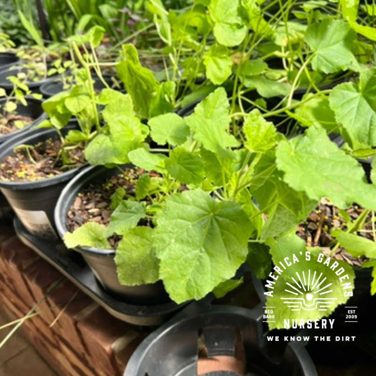 Marshmallow Plant - America's Gardens Nursery