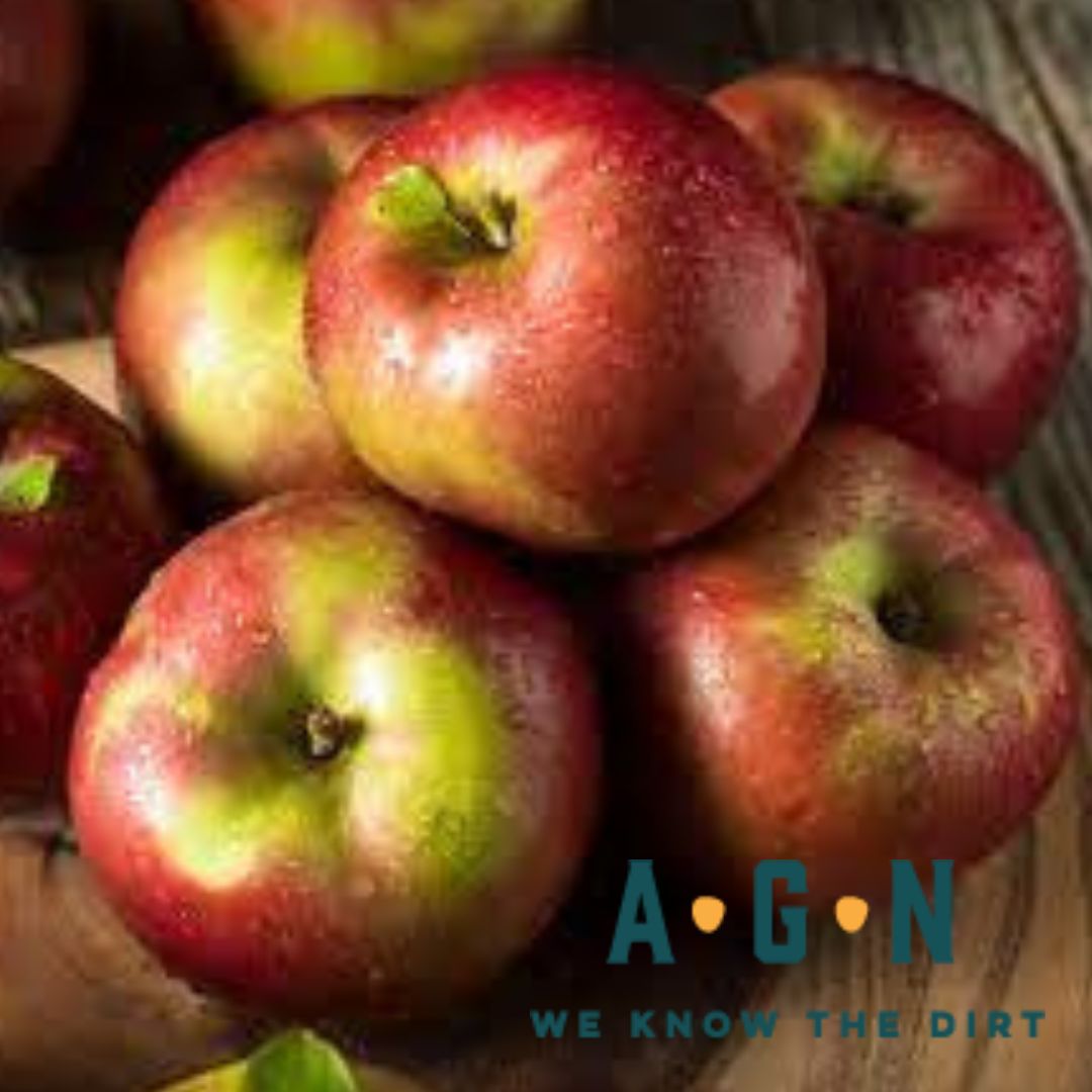 McIntosh Apple Tree - America's Gardens Nursery
