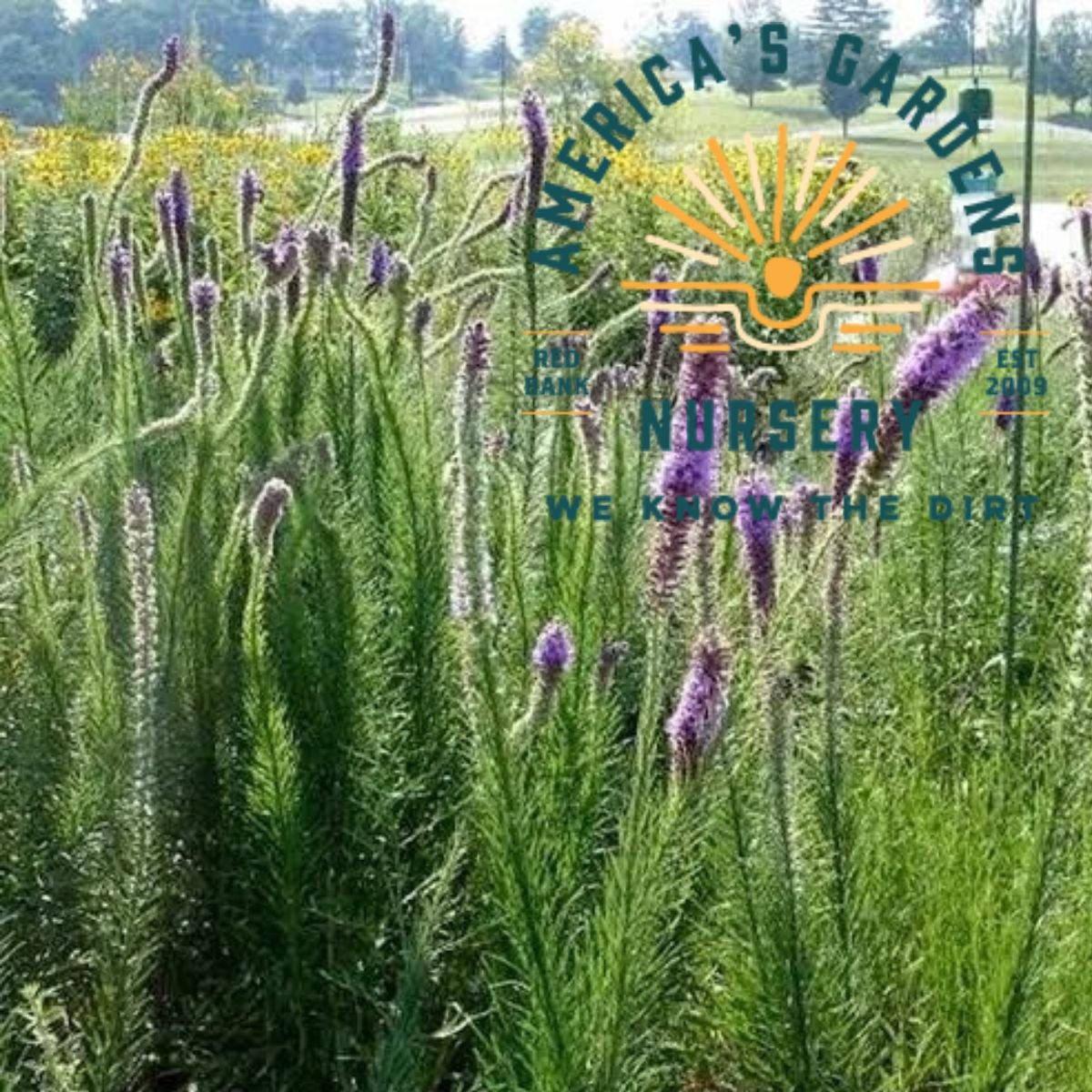 Meadow Blazing Star Liatris - America's Gardens Nursery