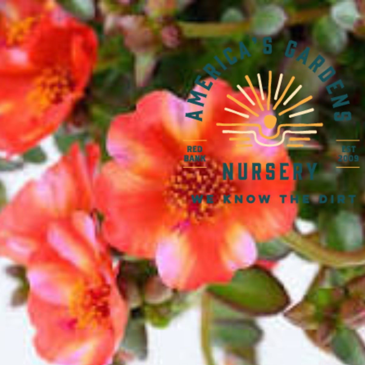 Mega Pazzaz Portulaca - America's Gardens Nursery