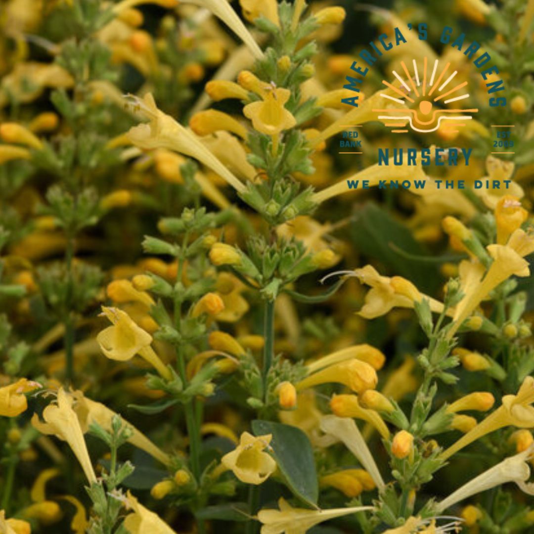 Mexicana Agastache - America's Gardens Nursery