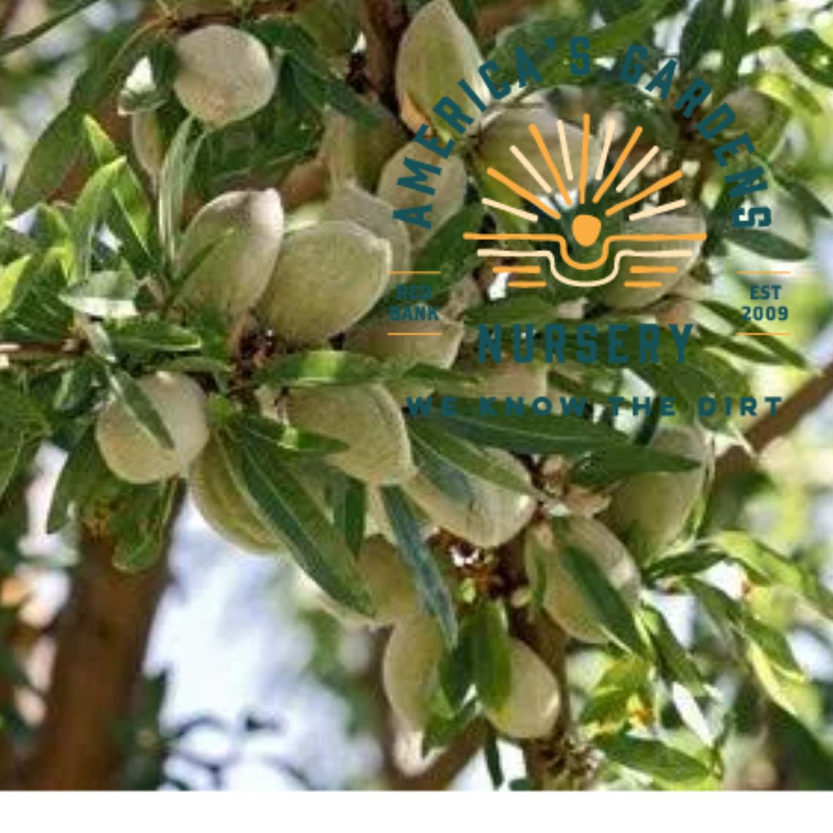 Monterey Almond Tree - America's Gardens Nursery