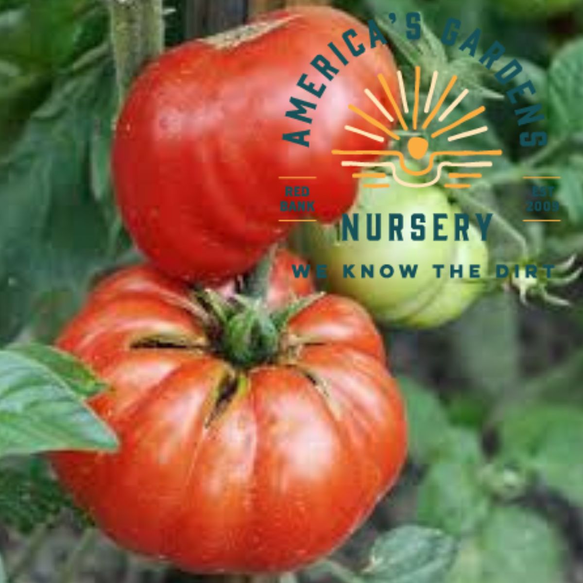 Mortgage Lifter Beefsteak Tomato Plant - America's Gardens Nursery