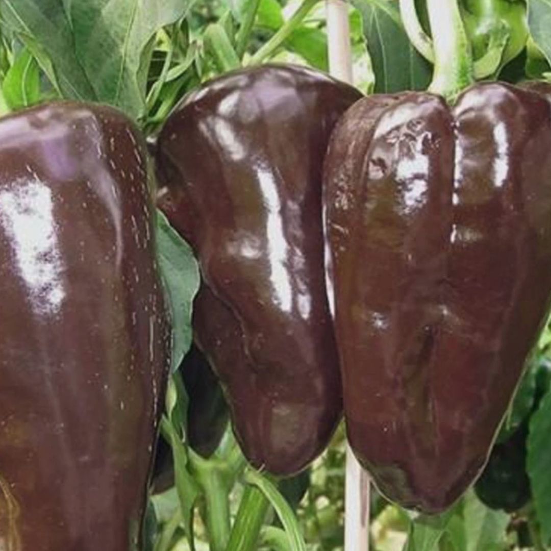 Mulato Isleno Pepper Plant - America's Gardens Nursery