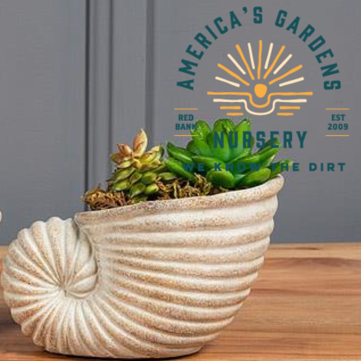 Nautilus Planter - America's Gardens Nursery