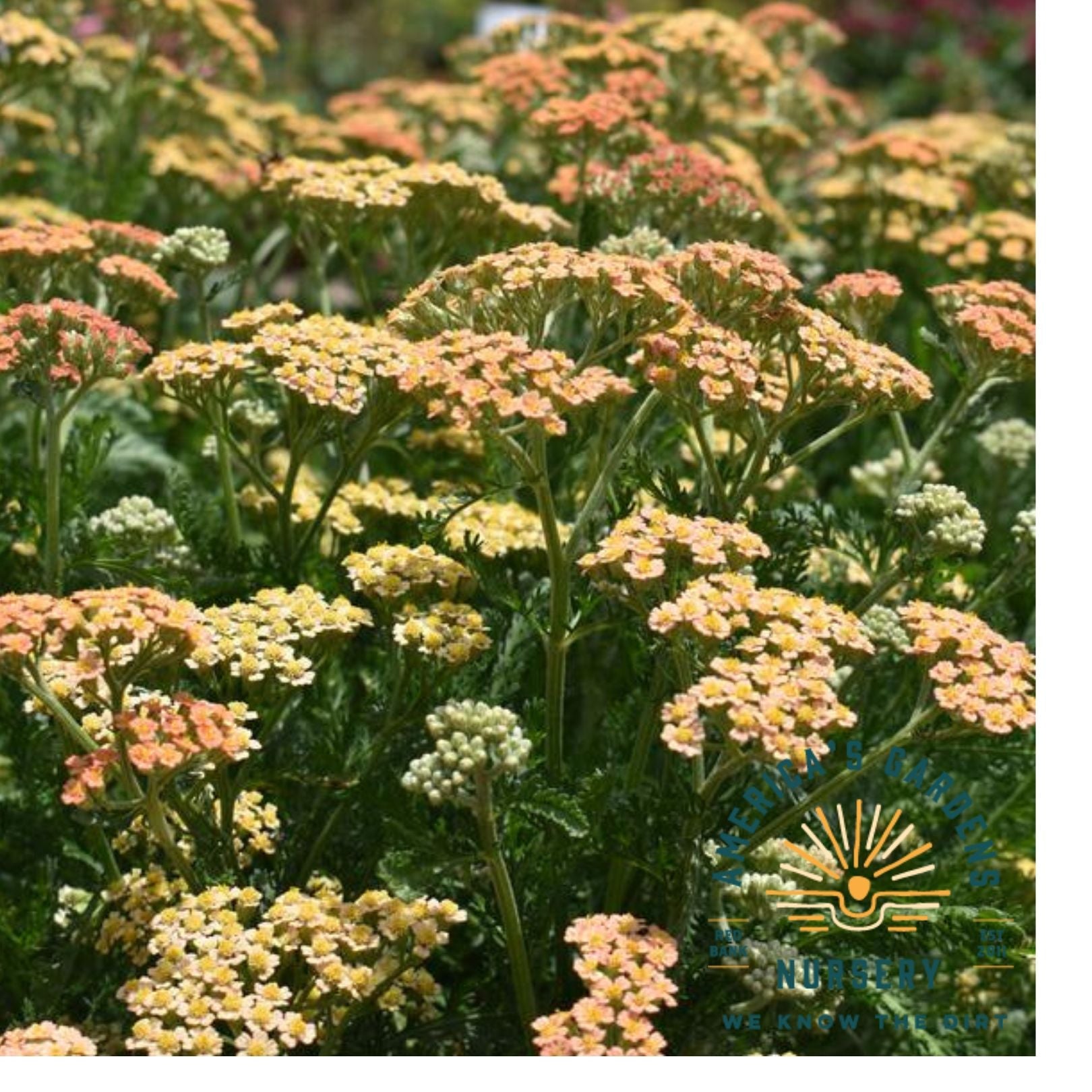 New Vintage Terra Cotta Yarrow - America's Gardens Nursery