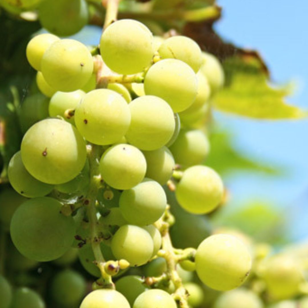 Niagara Grape Vine - America's Gardens Nursery