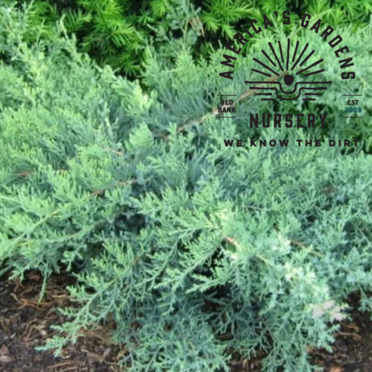 Nicks Pfitzer Compact Juniper - America's Gardens Nursery