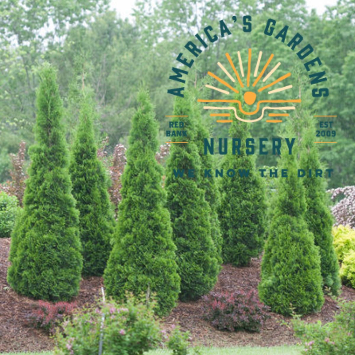 North Pole Arborvitae - America's Gardens Nursery