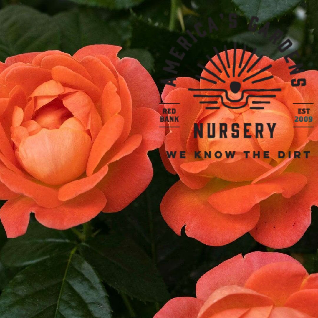 Orange Glow Knock Out Rose - America's Gardens Nursery