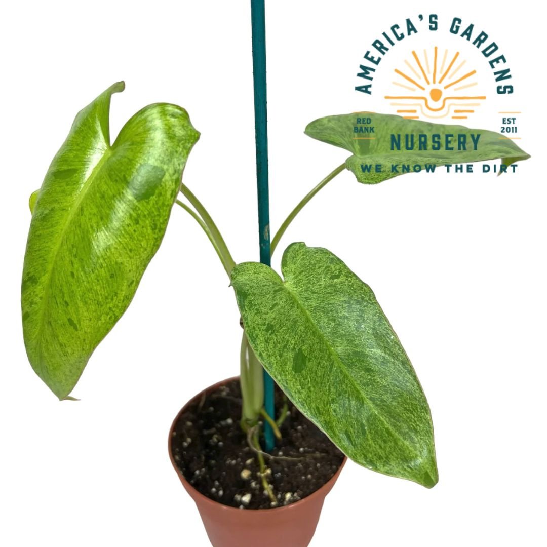 Paraiso Verde Philodendron - America's Gardens Nursery