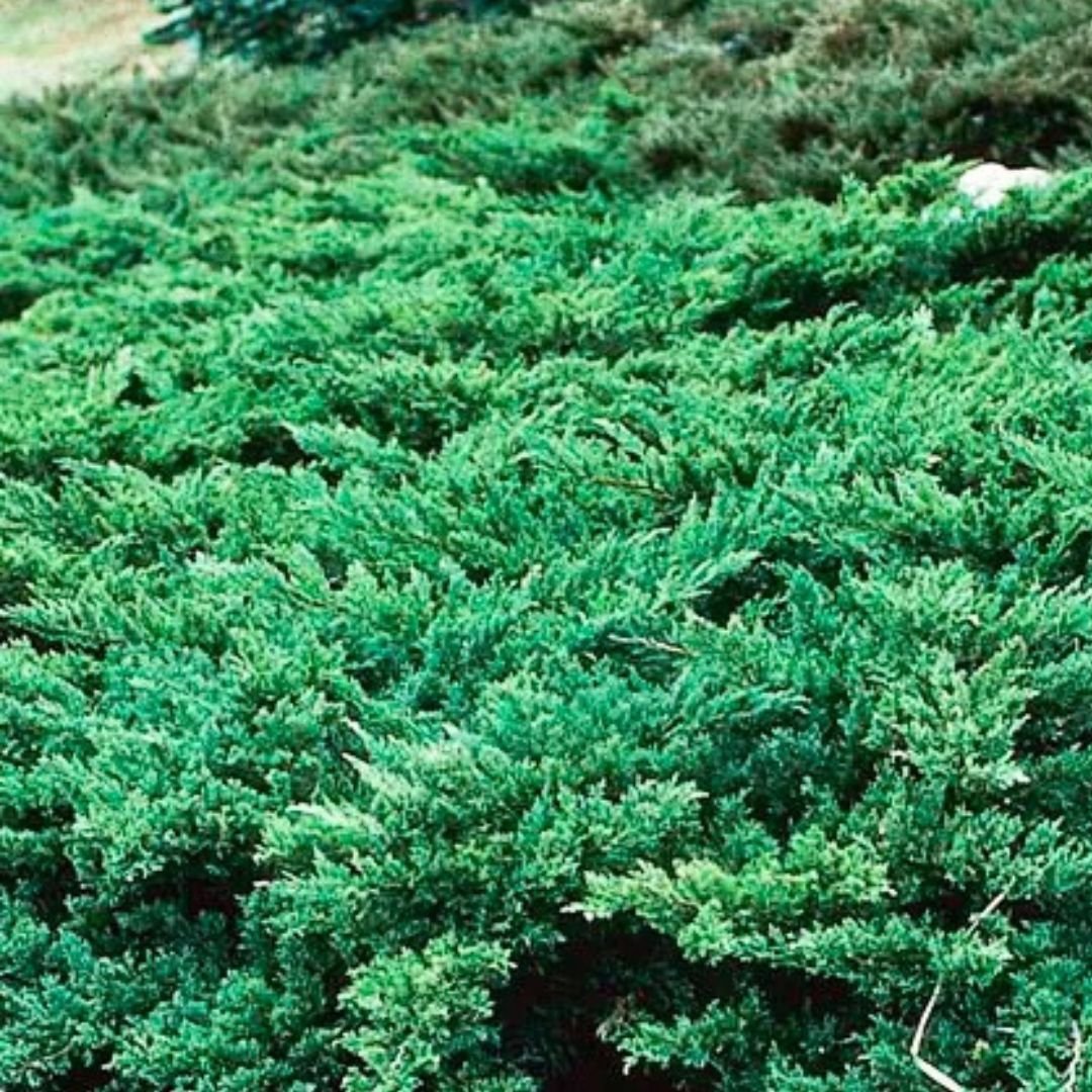 Parsons Juniper - America's Gardens Nursery