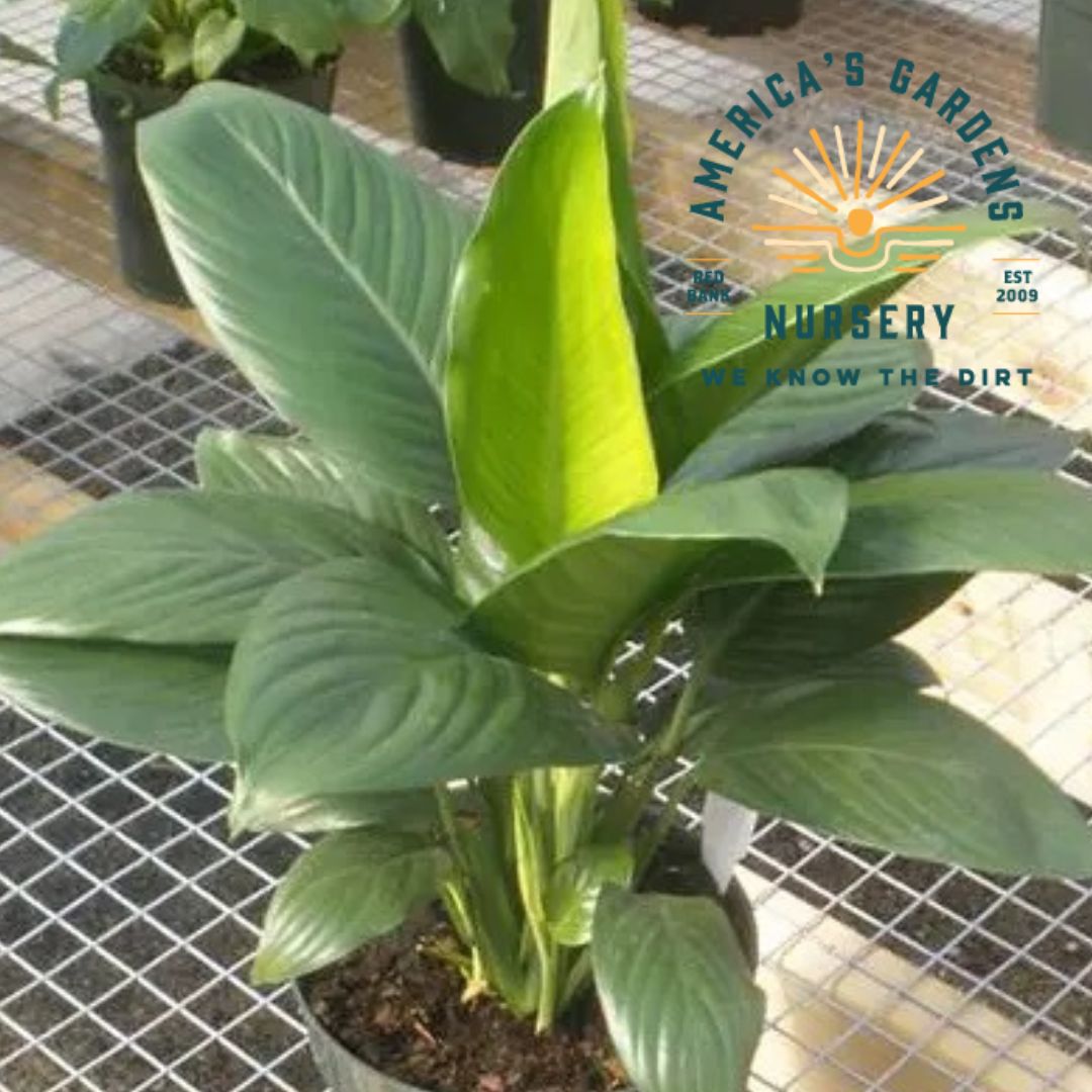 Peace Lily Assorted - America's Gardens Nursery
