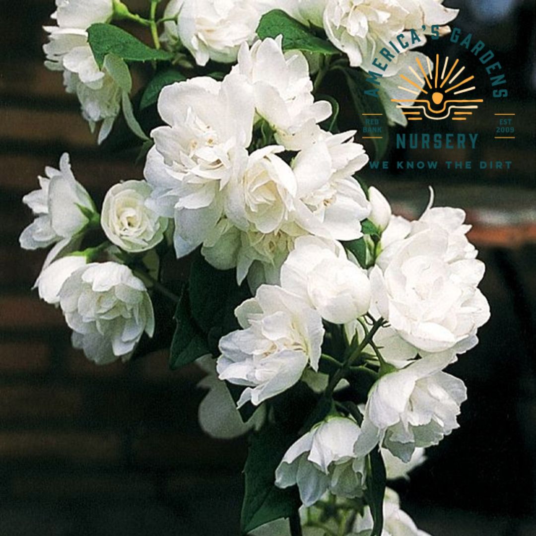 Pearls of Perfume Mock Orange Shrub - America's Gardens Nursery