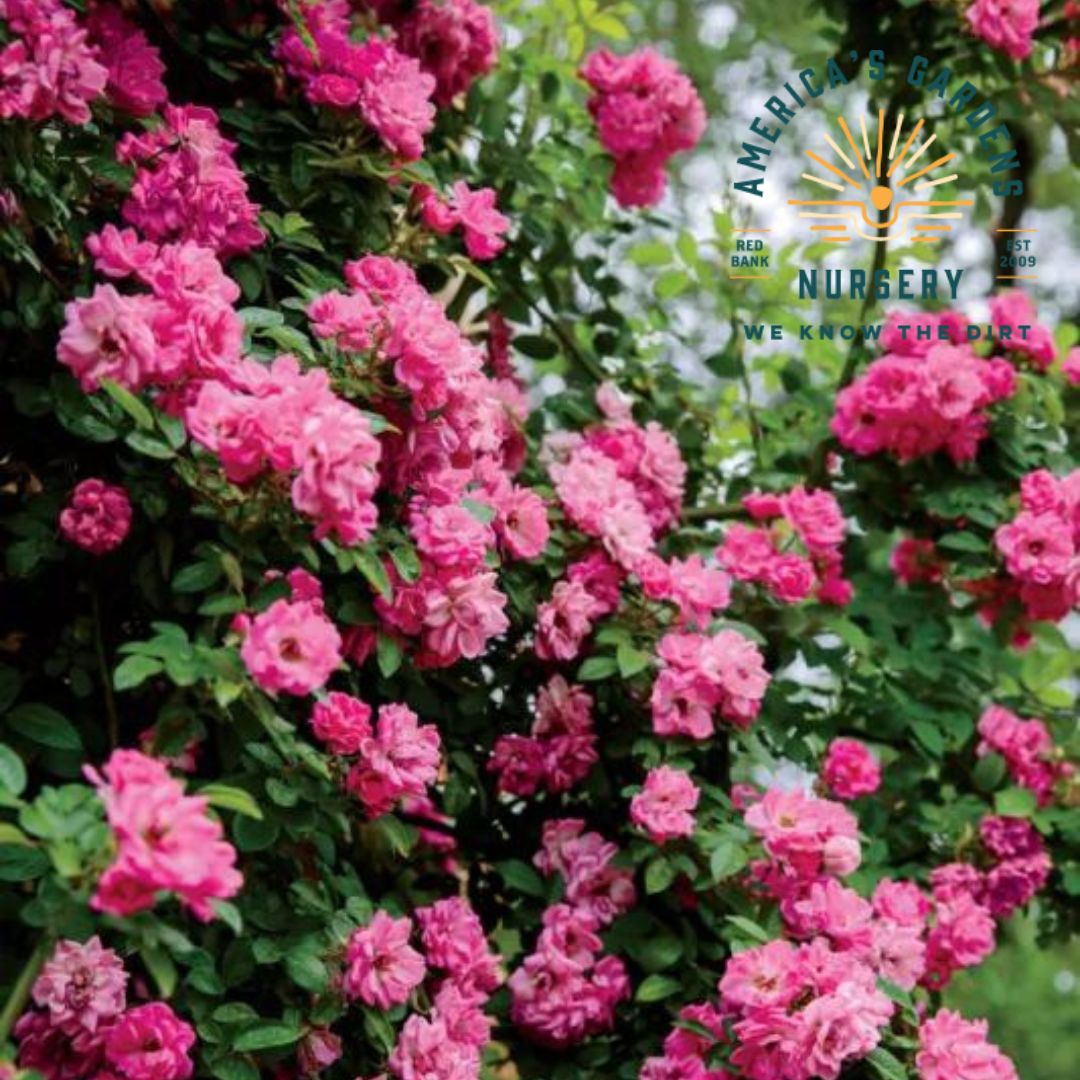 Peggy Martin Climbing Rose - America's Gardens Nursery