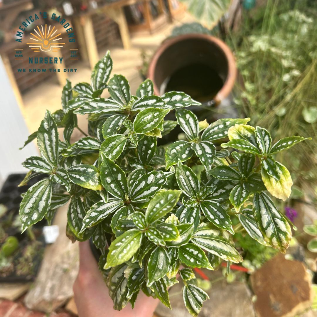 Pilea Aluminum Plant - America's Gardens Nursery