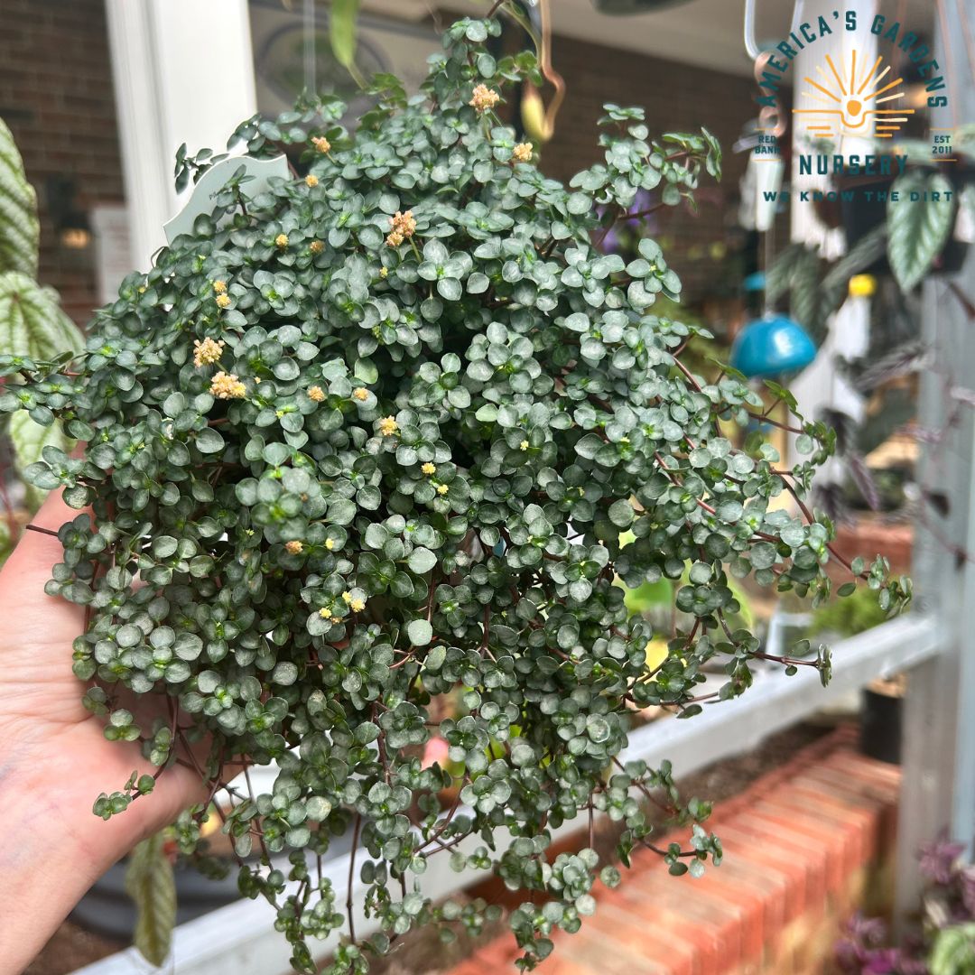 Pilea Aquamarine - America's Gardens Nursery