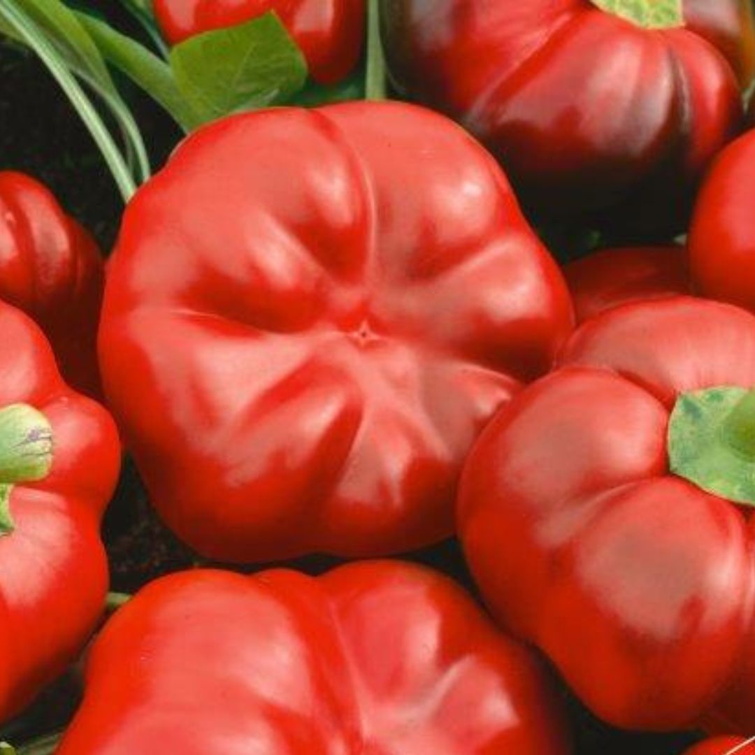 Pimento Pepper Plant - America's Gardens Nursery