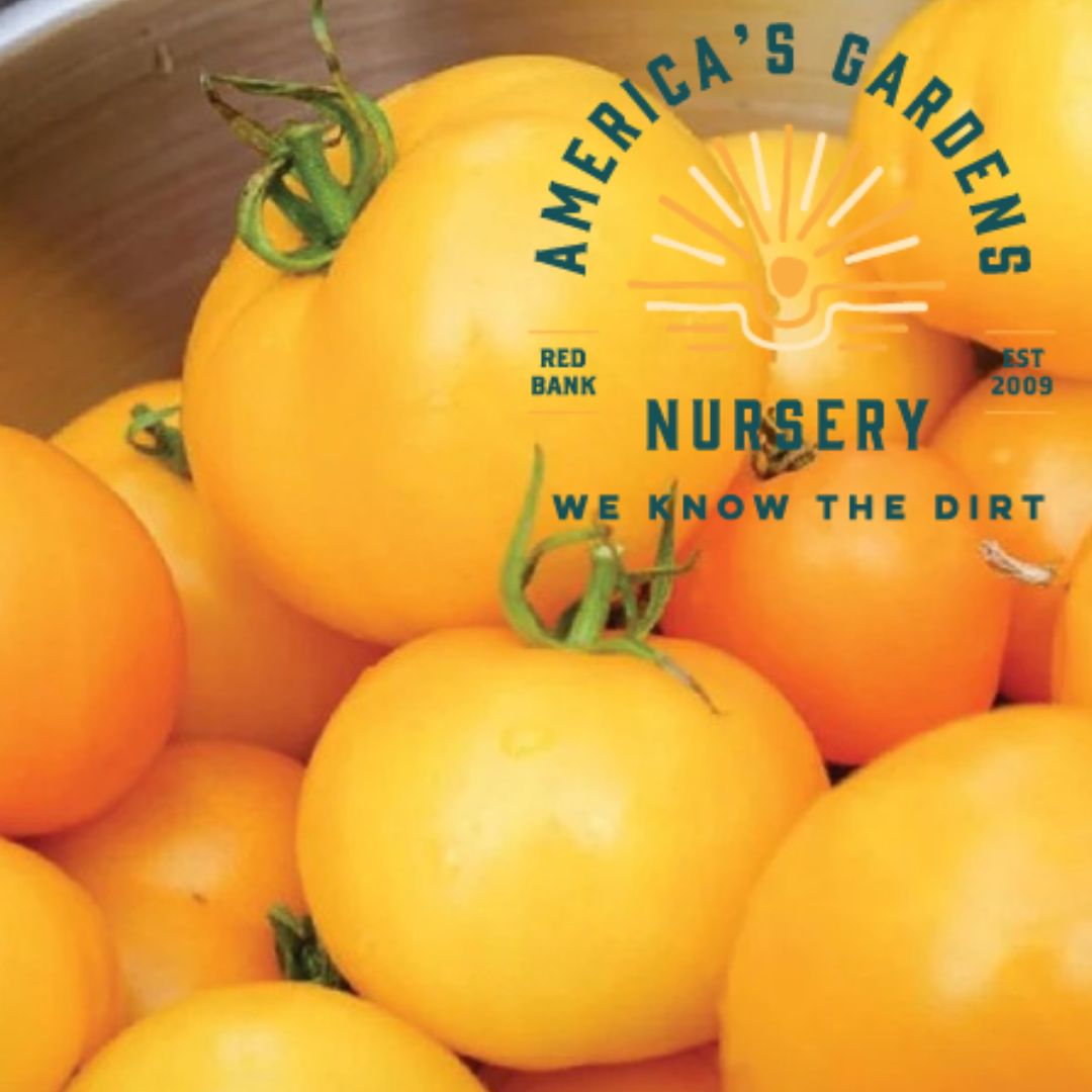Pineapple Tomato Plant - America's Gardens Nursery