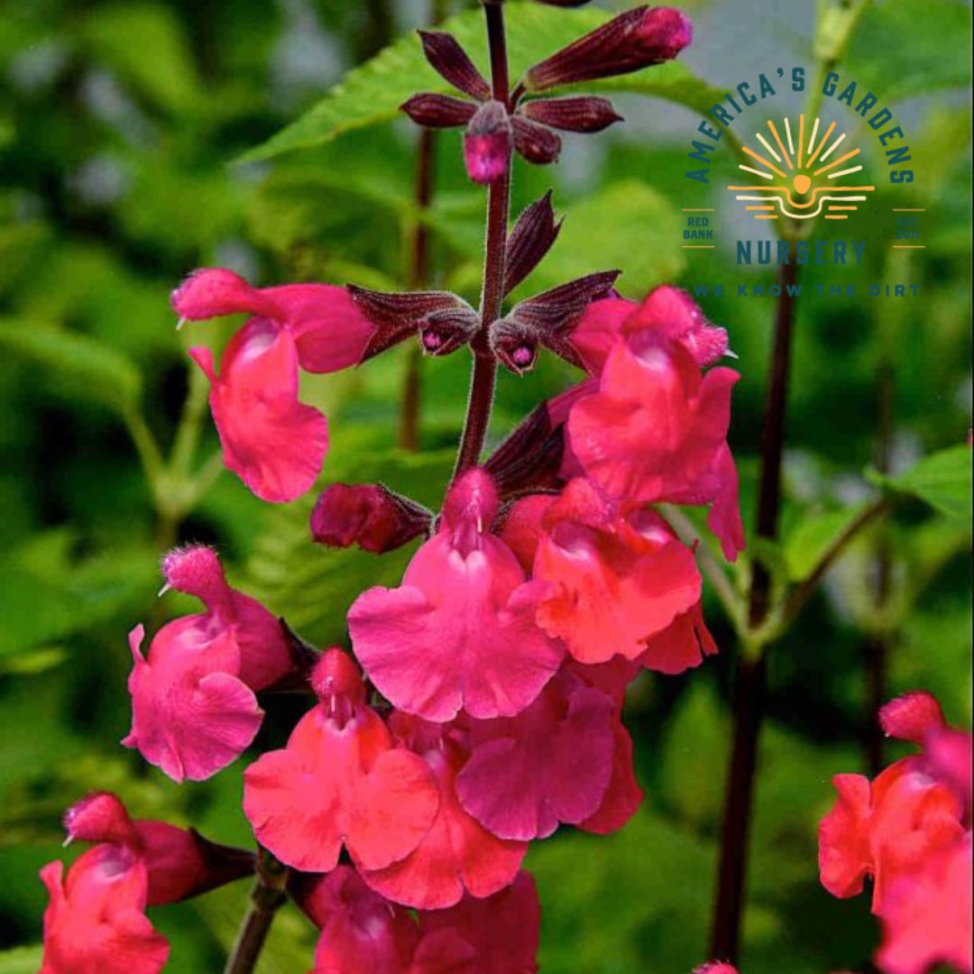 Ping Pong Salvia - America's Gardens Nursery