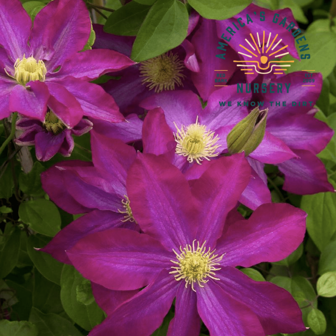 Pink Champagne Clematis - America's Gardens Nursery