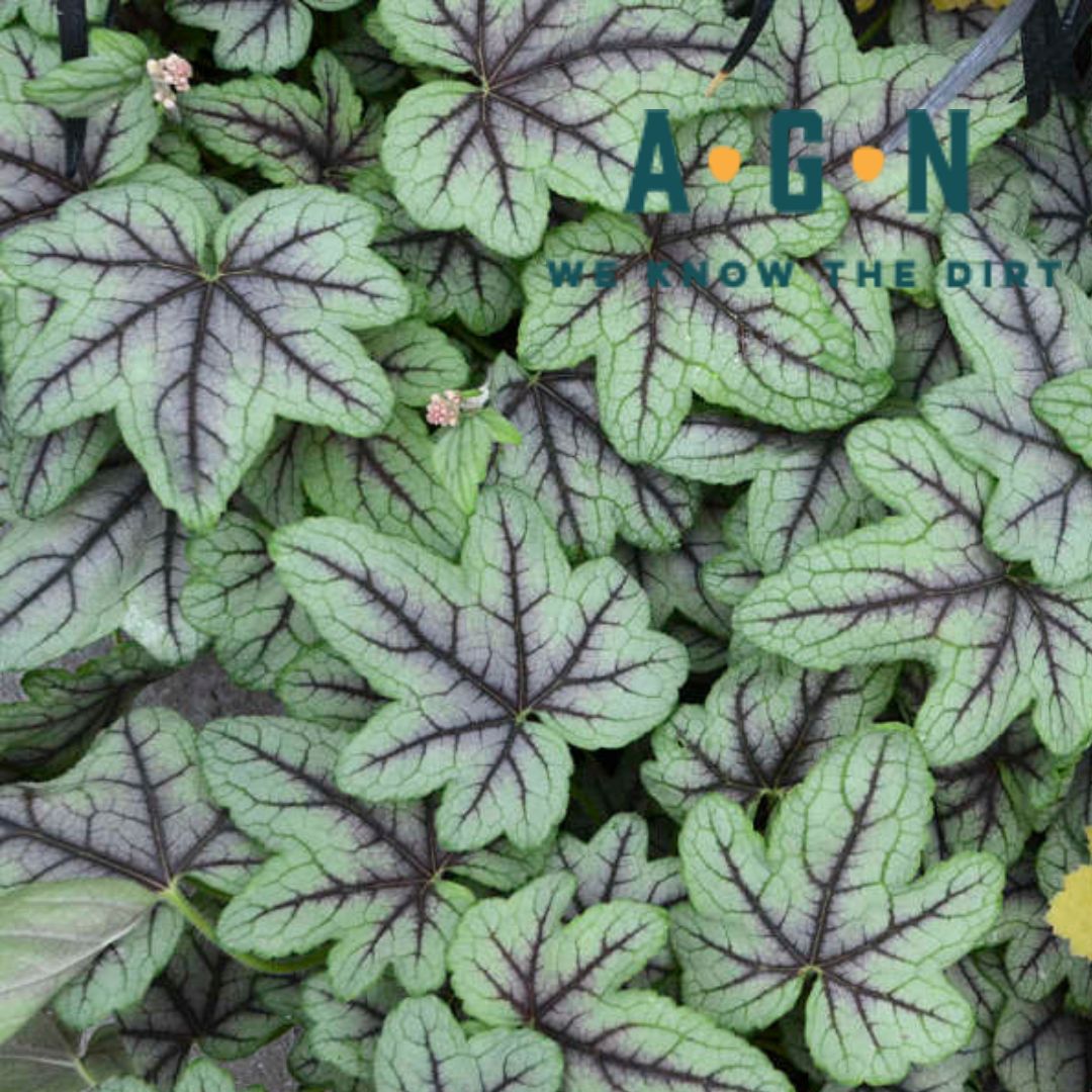 Pink Fizz Heucherella (Foamy Bells) - America's Gardens Nursery