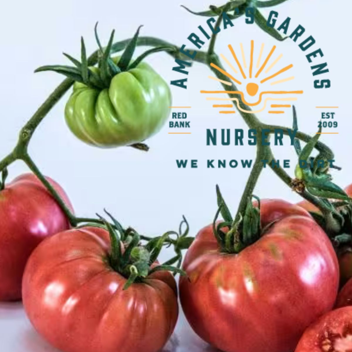 Pink Ponderosa Tomato - America's Gardens Nursery