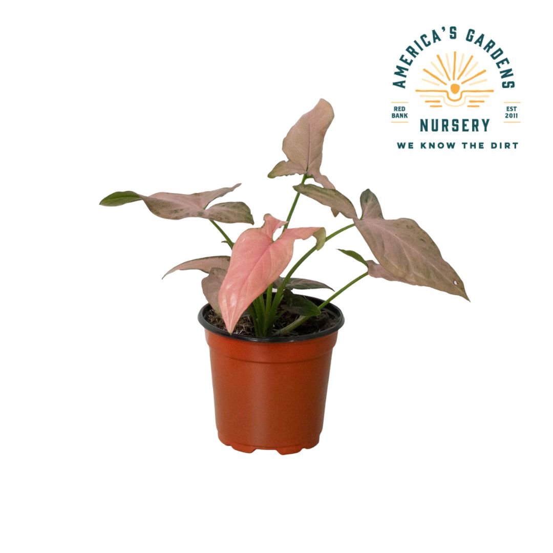Pink Splash Syngonium - America's Gardens Nursery