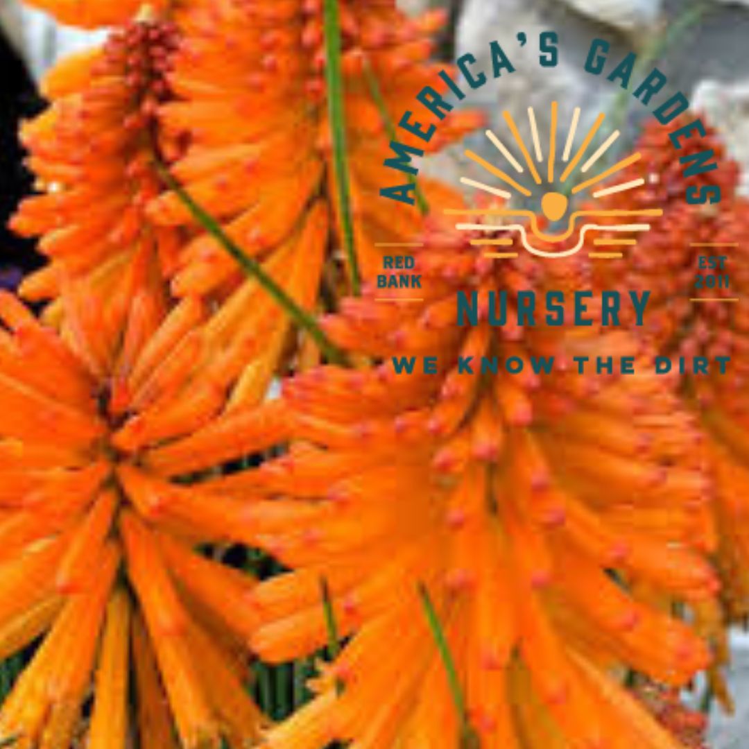 Poco Orange Kniphofia (Red Hot Poker) - America's Gardens Nursery