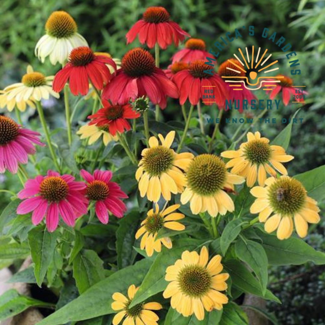 Pollynation Mix Echinacea (Cone Flower) - America's Gardens Nursery