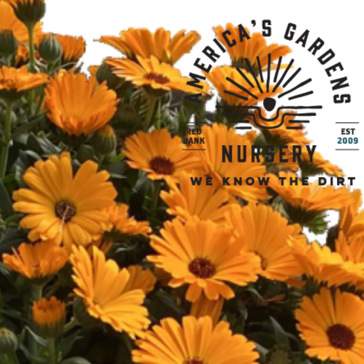 Power Daisy Mango Calendula - America's Gardens Nursery