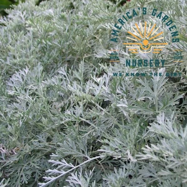 Powis Castle Artemisia (Wormwood) - America's Gardens Nursery