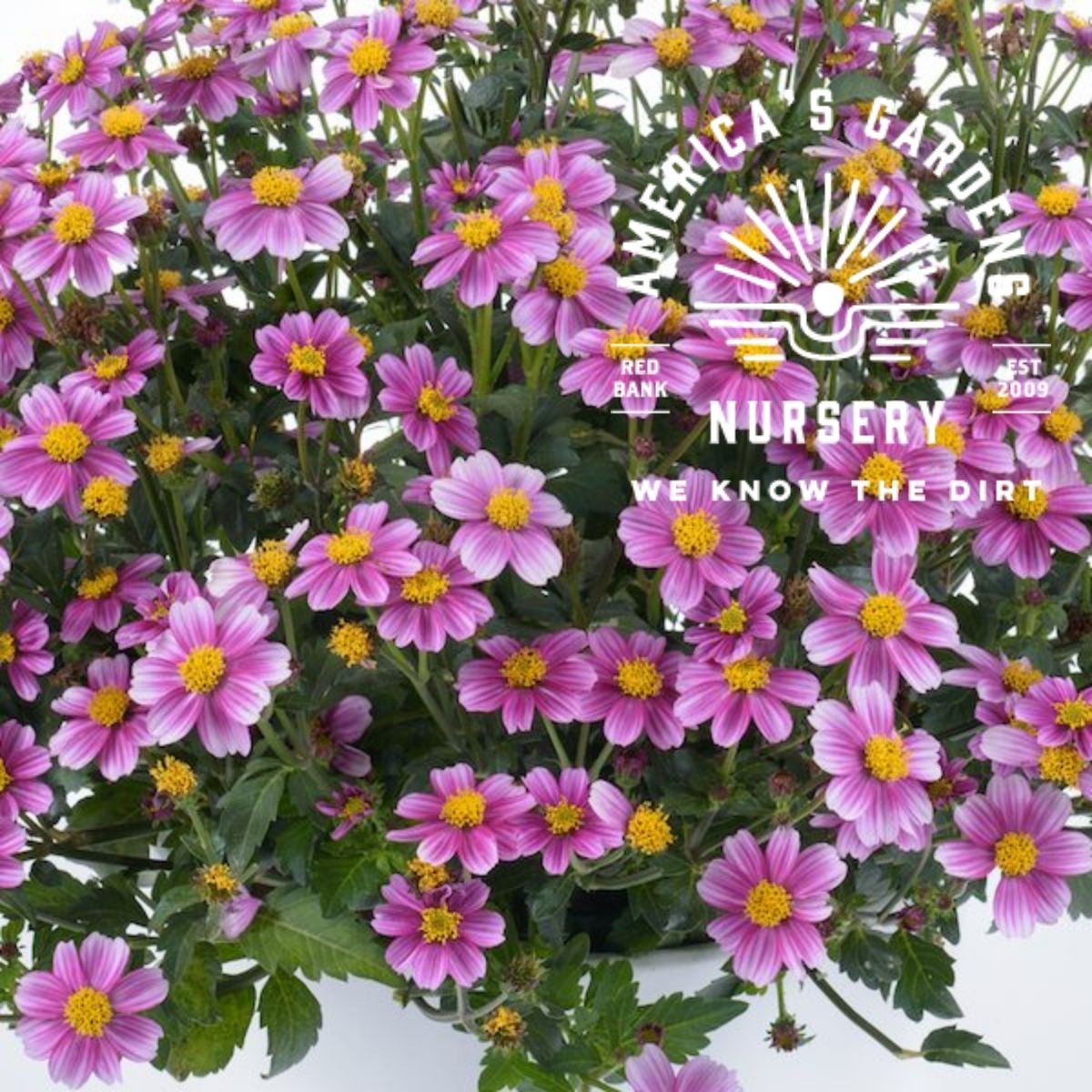 Pretty In Pink Bidens - America's Gardens Nursery