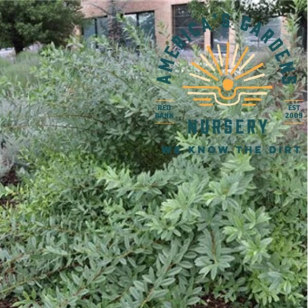 Prunus Western Sandcherry - America's Gardens Nursery