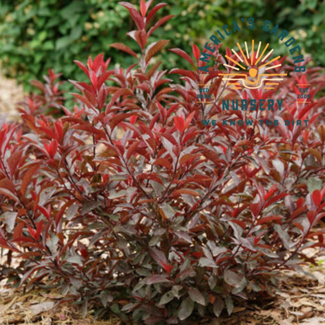 Purpleleaf Sand Cherry - America's Gardens Nursery