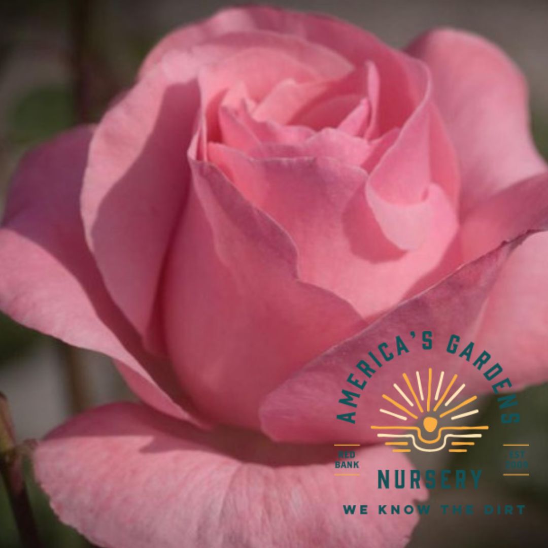 Queen Elizabeth Rose Bush - America's Gardens Nursery