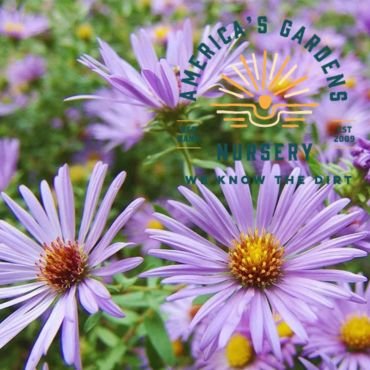 Raydon's Favorite Aromatic Aster - America's Gardens Nursery