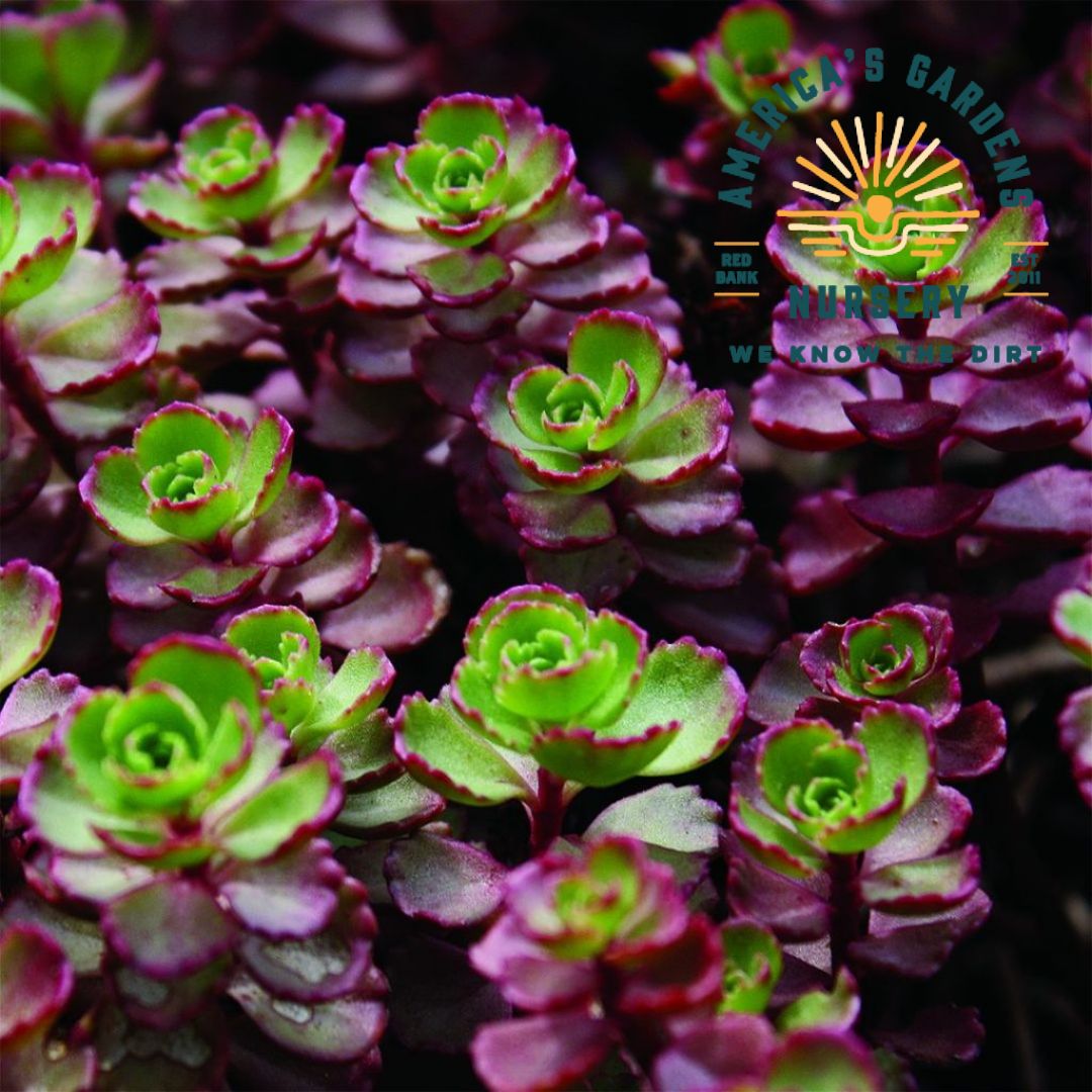 Red Carpet Stonecrop Sedum - America's Gardens Nursery