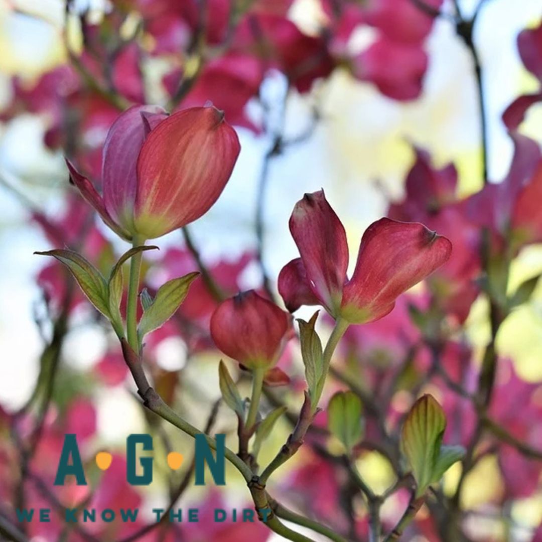 Red dogwood - America's Gardens Nursery