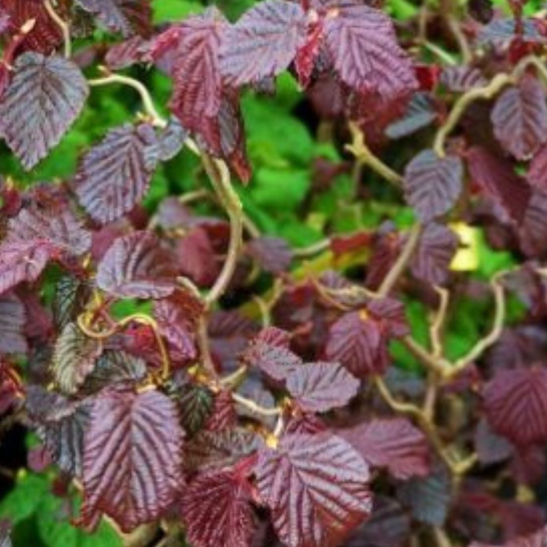 Red Dragon Contorted Filbert (Harry Lauder's Walking Stick) - America's Gardens Nursery