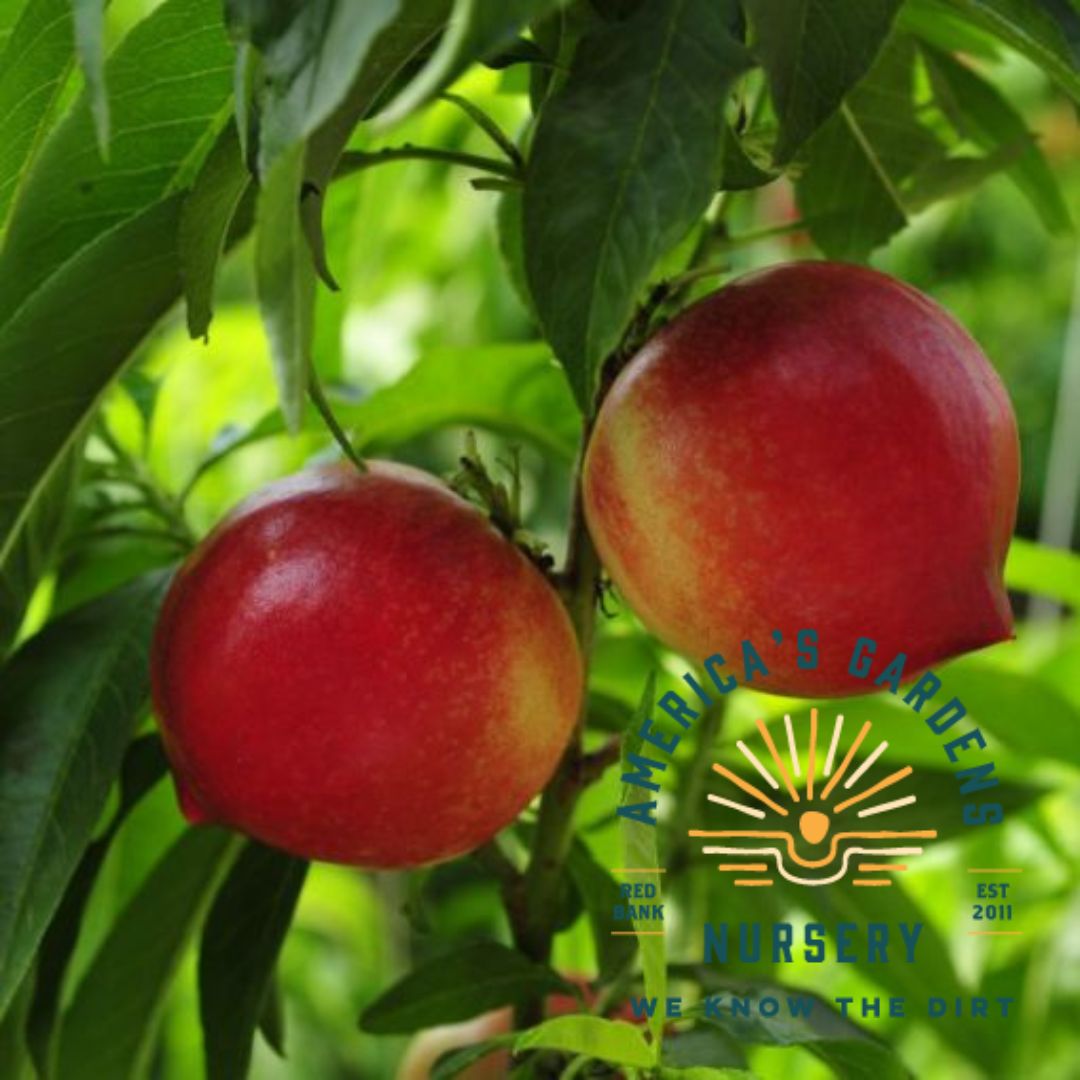 Red Gold Nectarine Tree - America's Gardens Nursery