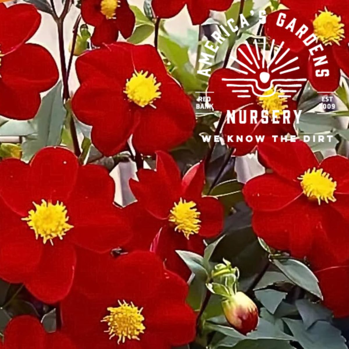 Red Mignon Dahlia - America's Gardens Nursery